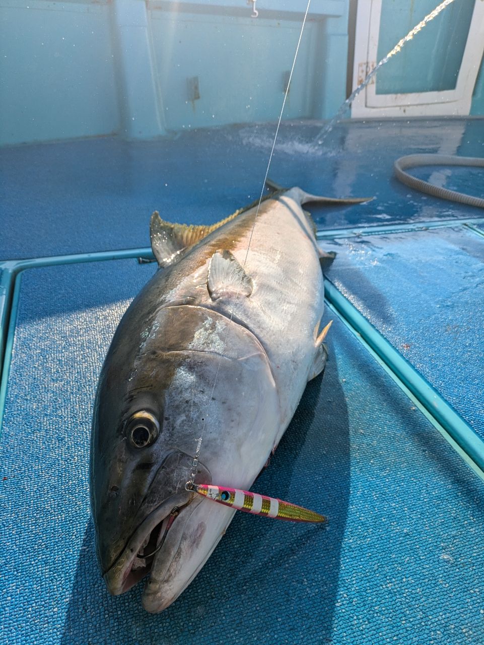 かずちゃんマンさんの釣果 3枚目の画像