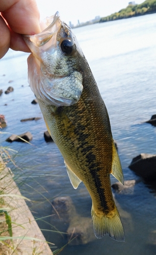 ラージマウスバスの釣果