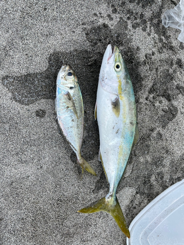 ワカシの釣果