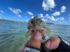 カンモンハタの釣果