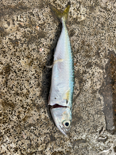 サバの釣果