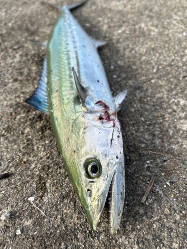 サゴシの釣果