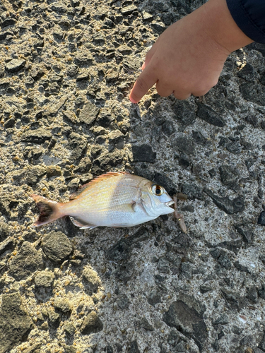 チャリコの釣果