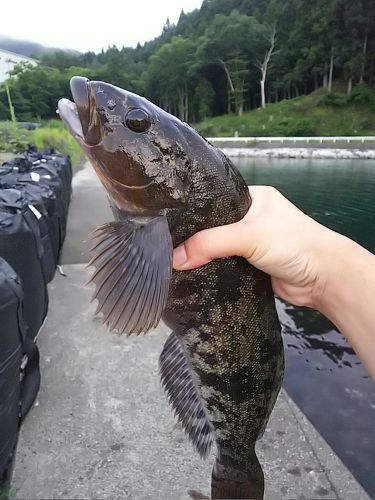 アイナメの釣果