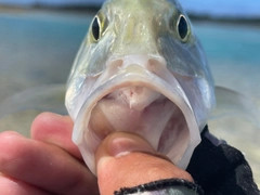 オニヒラアジの釣果