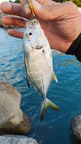 メッキの釣果