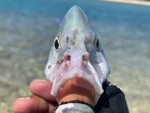 ナンヨウカイワリの釣果