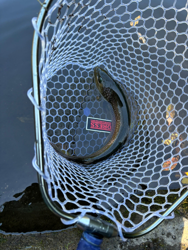 ニジマスの釣果