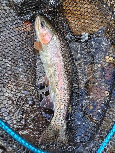 ニジマスの釣果