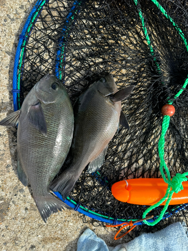 クチブトグレの釣果