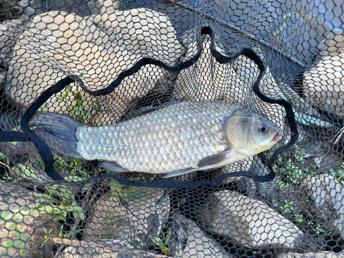 フナの釣果