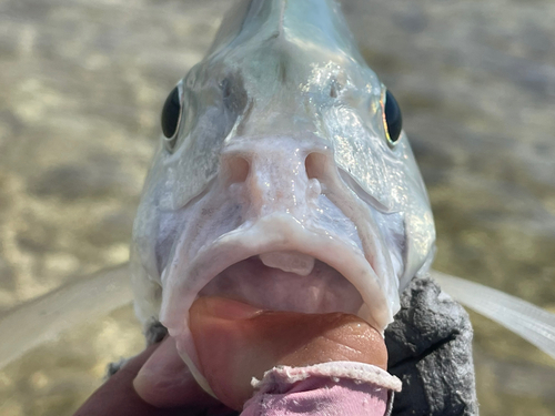 クロヒラアジの釣果