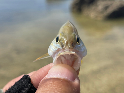 ミナミフエダイの釣果