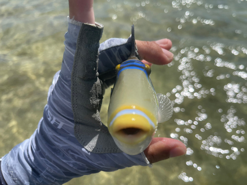 ムラサメモンガラの釣果