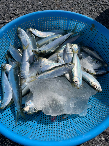 サッパの釣果