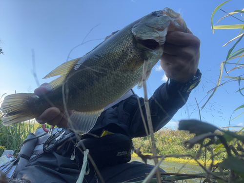 ブラックバスの釣果