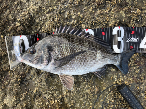 チヌの釣果