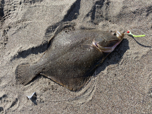 マツカワの釣果