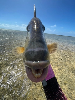 ゴマモンガラの釣果