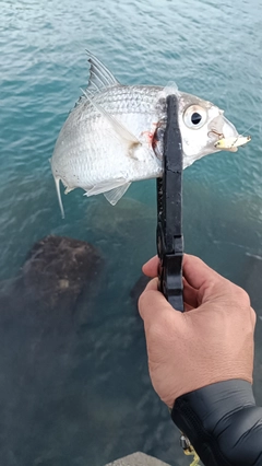 クロサギの釣果