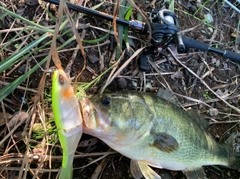 ブラックバスの釣果