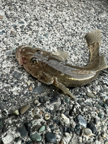 マハゼの釣果