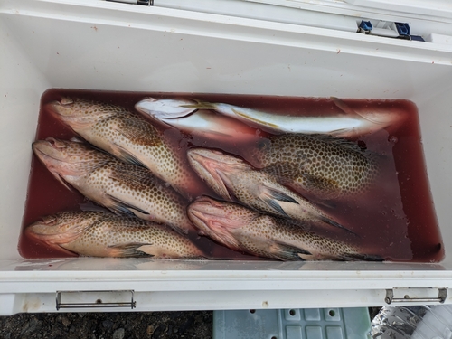 オオモンハタの釣果