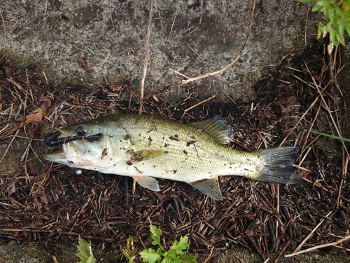 秋田県南部