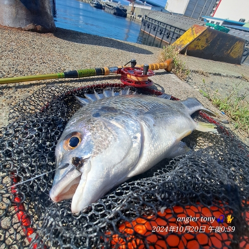 キビレの釣果