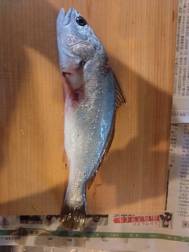 ニベの釣果