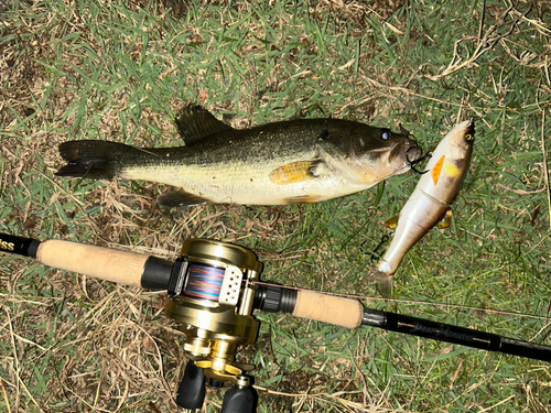 ブラックバスの釣果