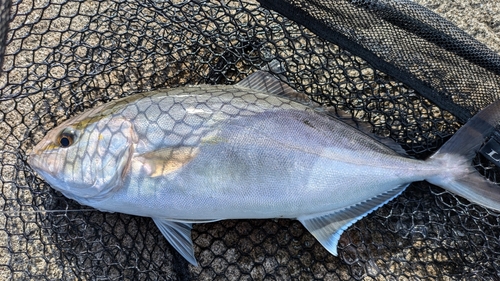 ネリゴの釣果