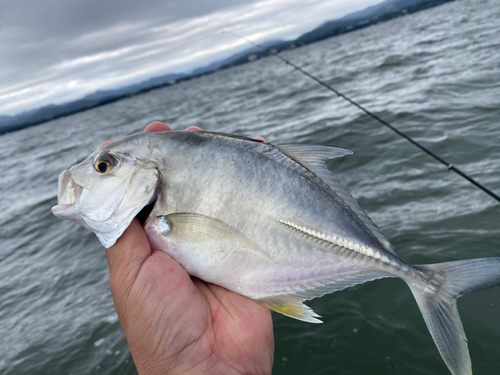 メッキの釣果