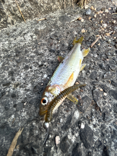 カワムツの釣果