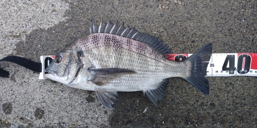 クロダイの釣果