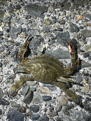 ワタリガニの釣果