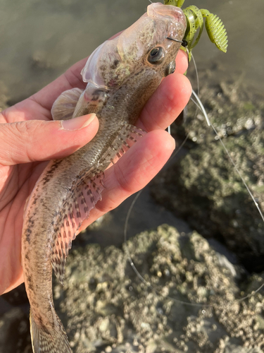 マハゼの釣果