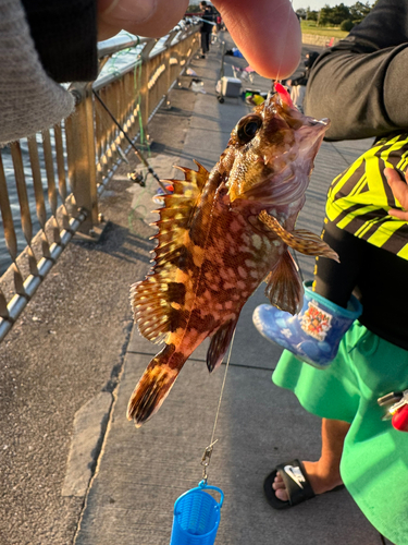 カサゴの釣果