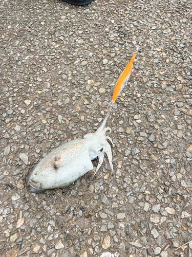 シリヤケイカの釣果