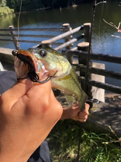 ラージマウスバスの釣果