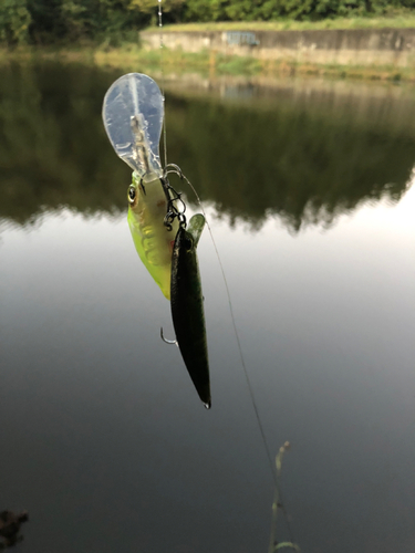 釣果