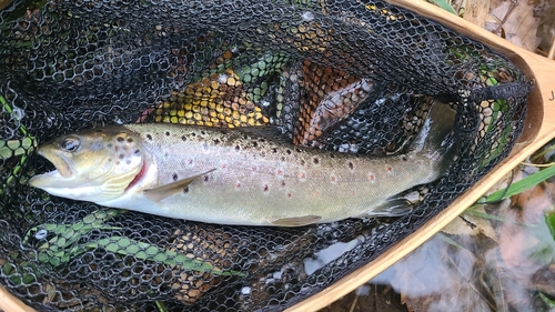 ブラウントラウトの釣果