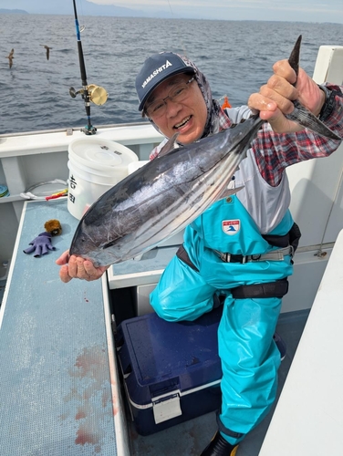 カツオの釣果