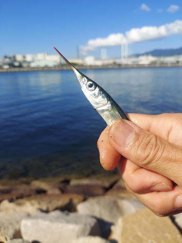 サヨリの釣果