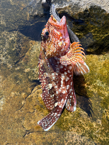 カサゴの釣果