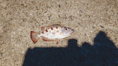 ゴマヒレキントキの釣果