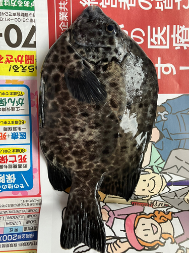 イシガキダイの釣果