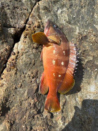 カサゴの釣果