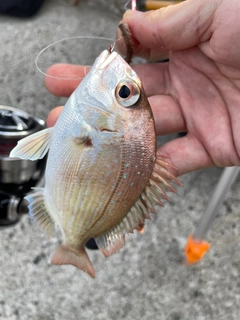 チャリコの釣果