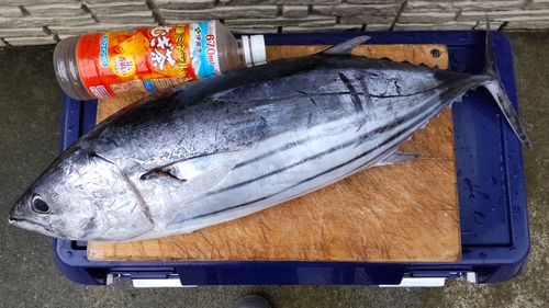 カツオの釣果